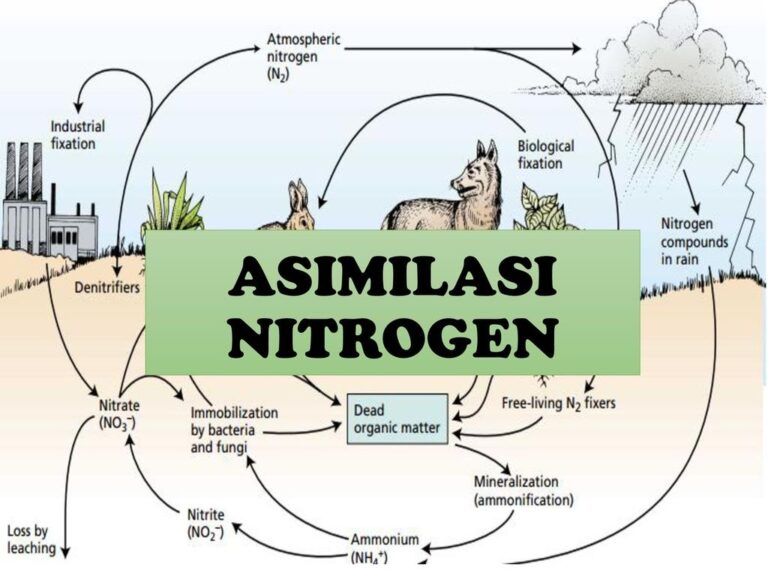 Siklus Nitrogen Pengertian Proses Sifat Jenis Dan Kegunaan