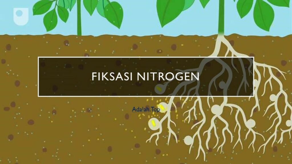 Siklus Nitrogen Pengertian Proses Sifat Jenis Dan Kegunaan