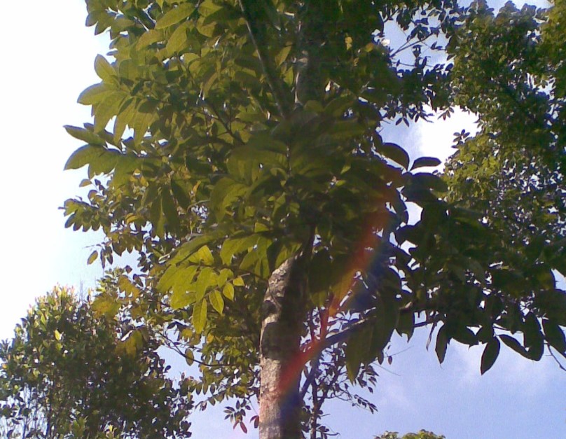 Pohon Mahoni