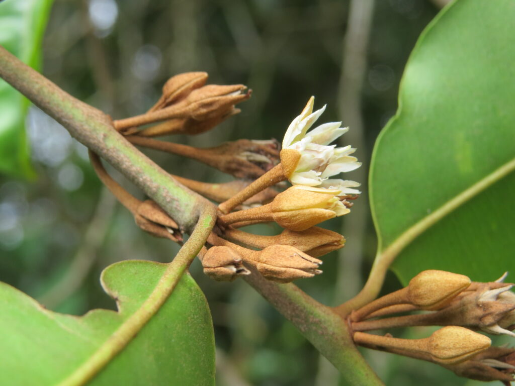 Bunga-Tanjung-scaled