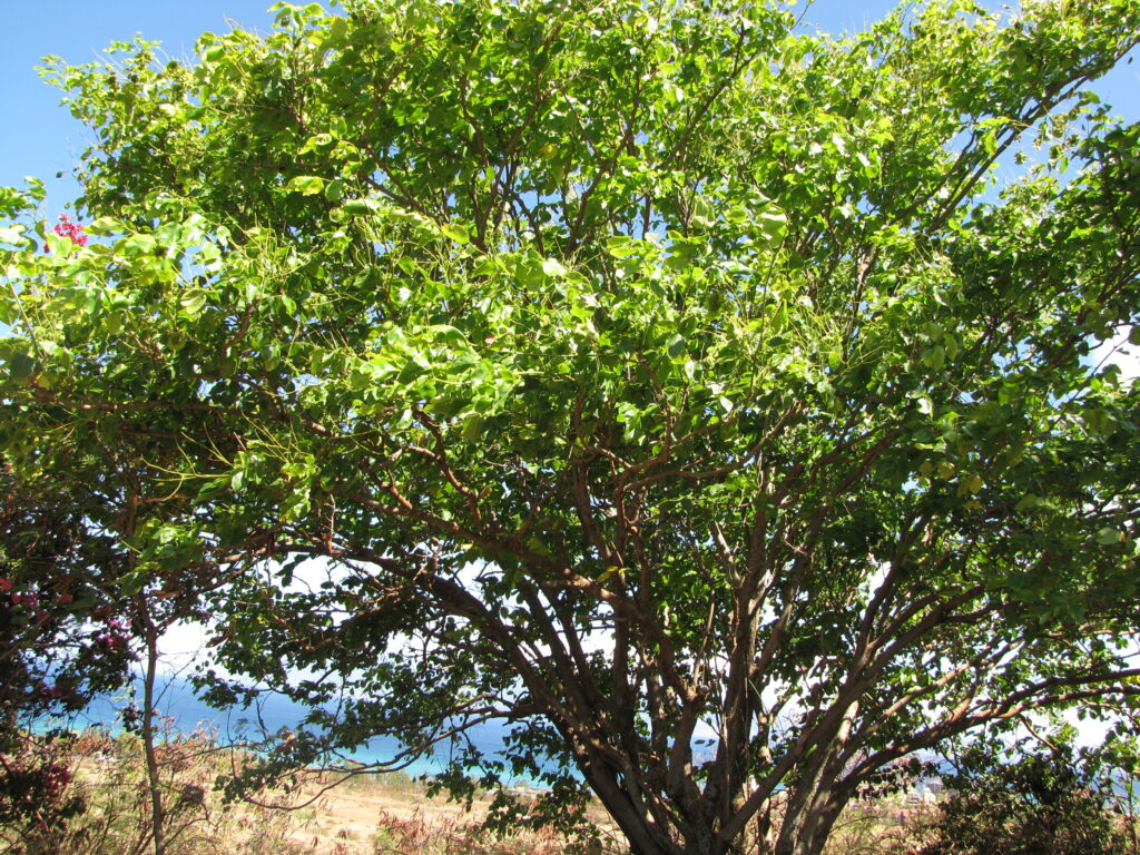 Harga-Pohon-Angsana-scaled