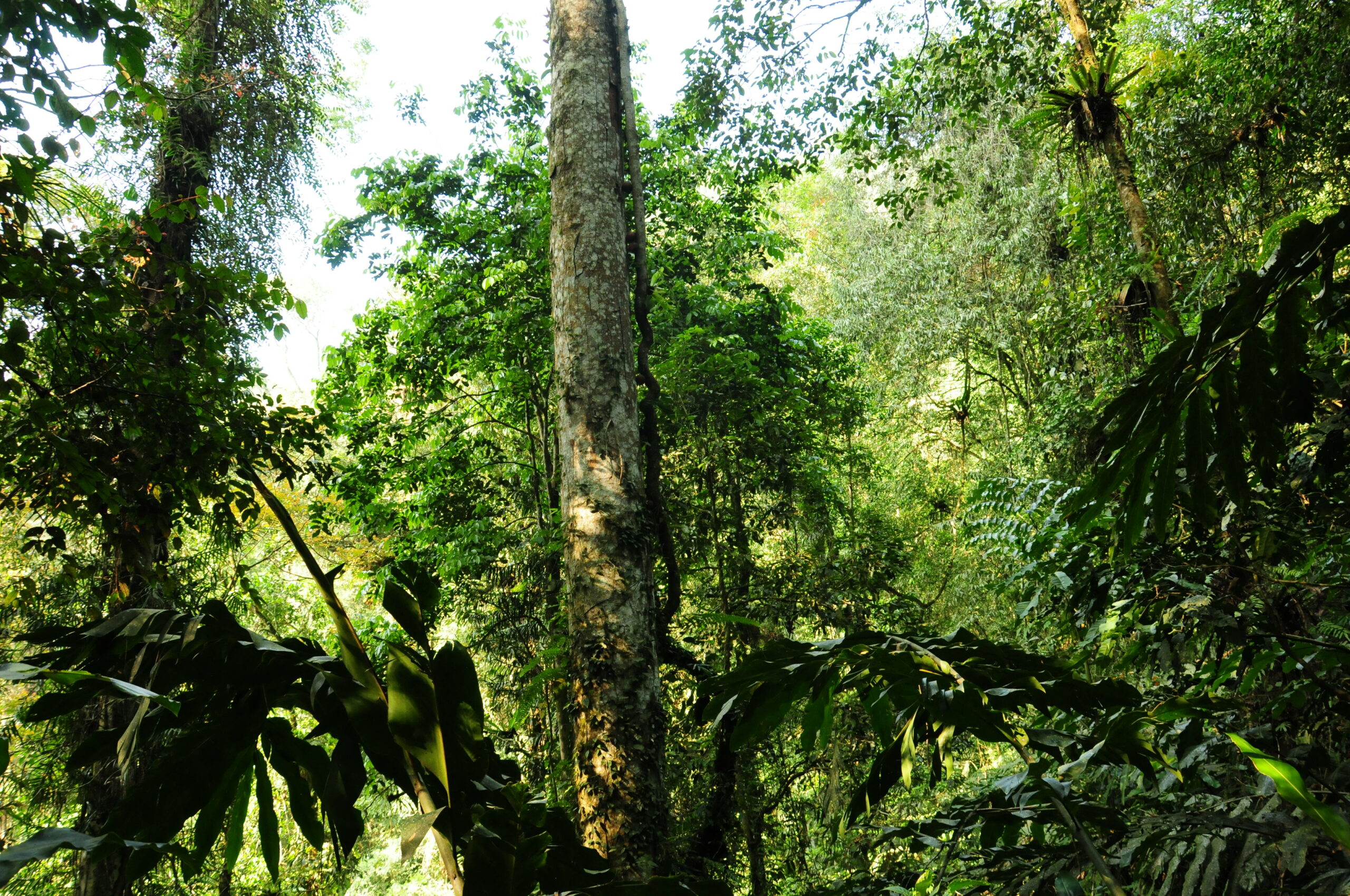 Identitas-Pohon-Kayu-Rasamala-scaled