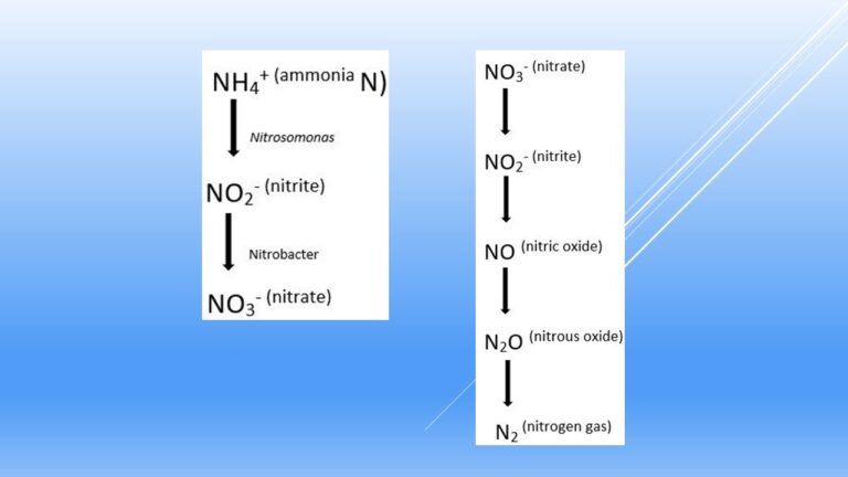 Siklus Nitrogen Pengertian Proses Sifat Jenis Dan Kegunaan