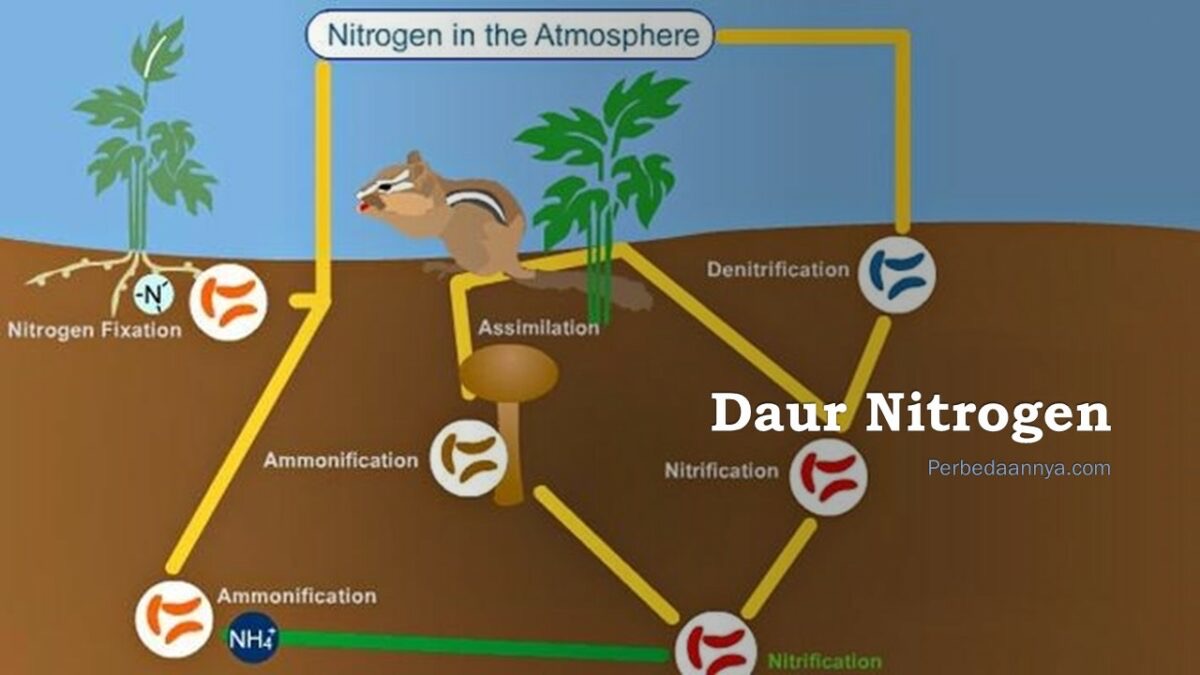 Pengertian Siklus Nitrogen