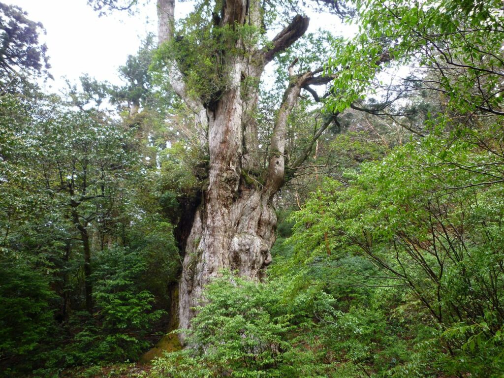 Pohon-Jomon-Sugi-Yakushima-Jepang