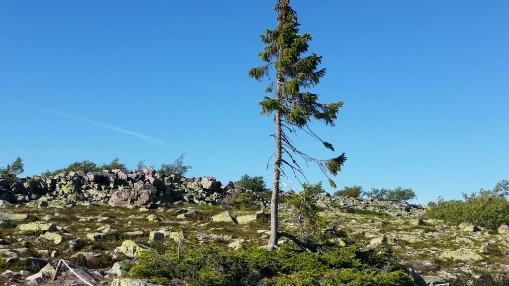 Pohon-Old-Tjikko-Swedia