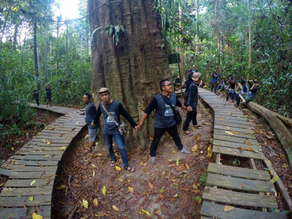 Pohon-Ulin-Pohon-Tertua-dari-Indonesia