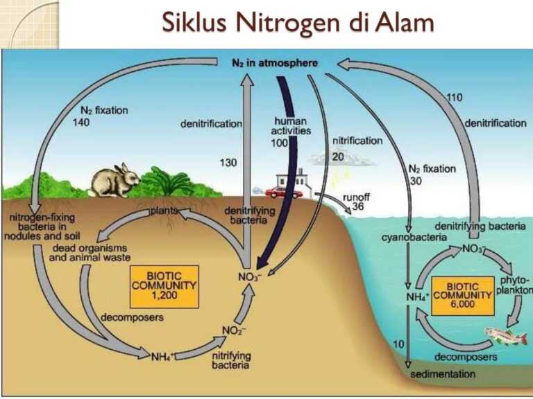 Siklus Nitrogen Pengertian Proses Sifat Jenis Dan Kegunaan