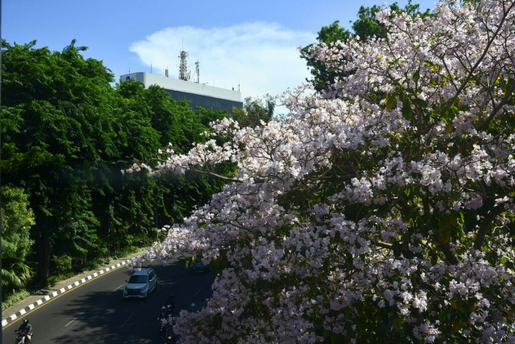 Tabebuya-Roseo-alba-Pohon-Tabebuya-Putih