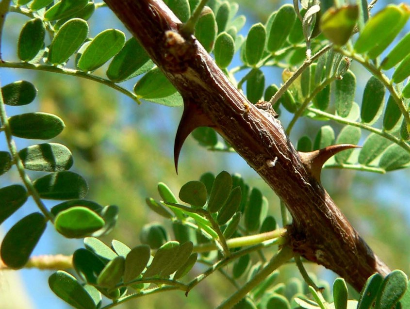 pohon akasia
