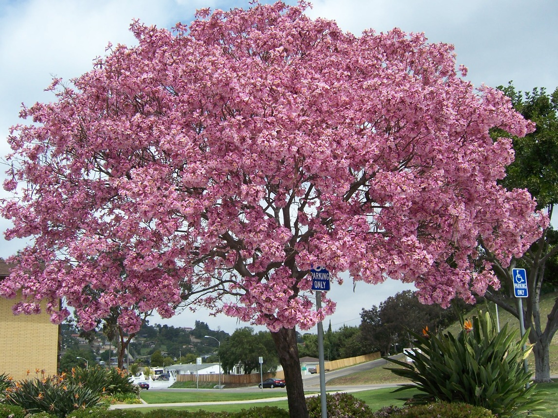pohon-tabebuya