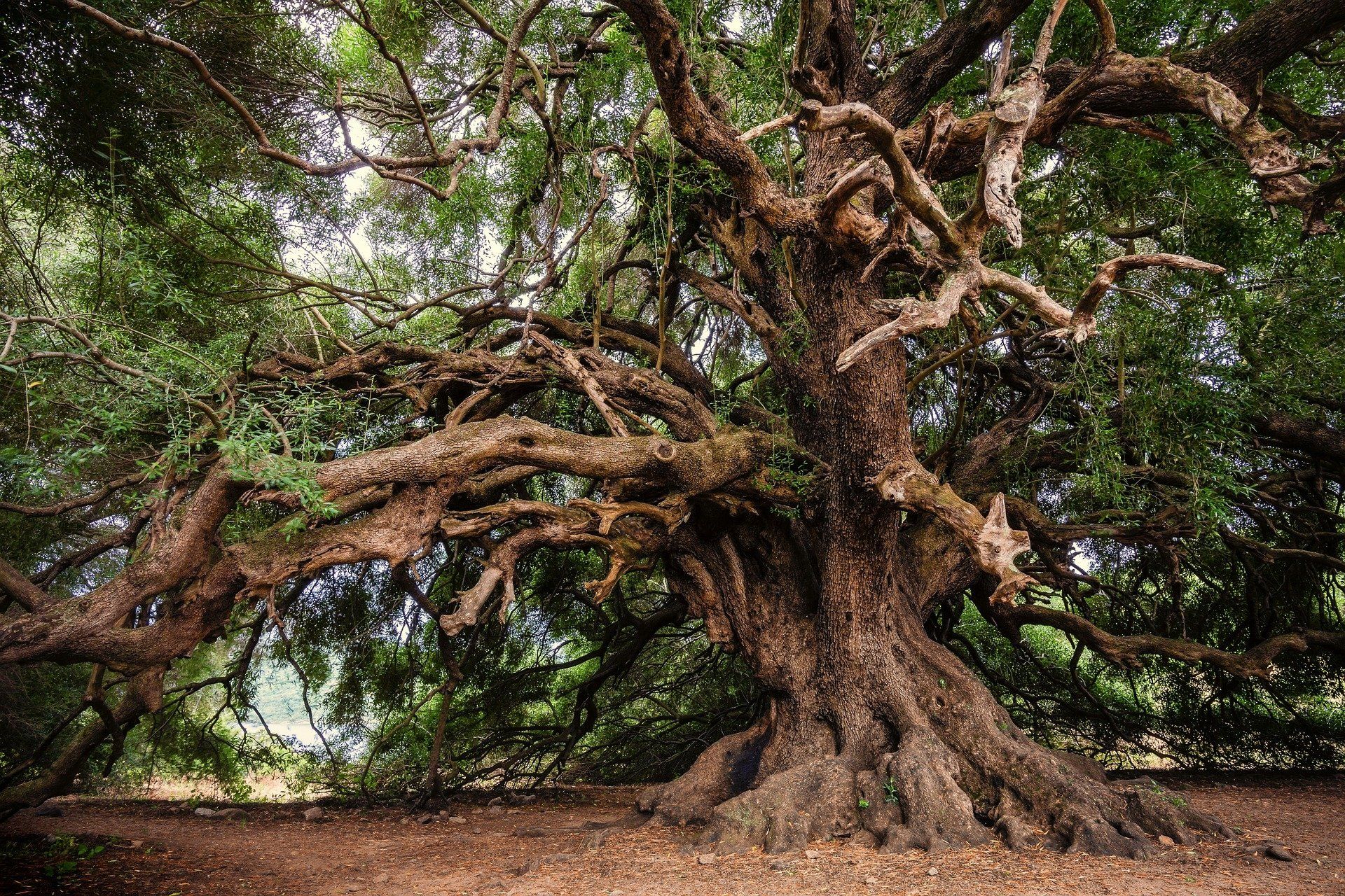 pohon-tertua-di-dunia