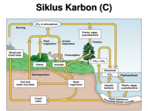 Proses Siklus Karbon Serta Sumber Dan Manfaatnya