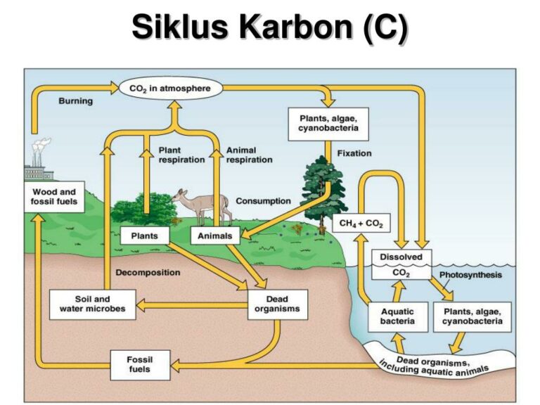 Proses Siklus Karbon Serta Sumber Dan Manfaatnya 9959