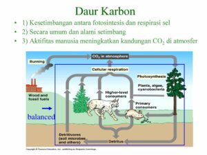 Proses Siklus Karbon Serta Sumber Dan Manfaatnya