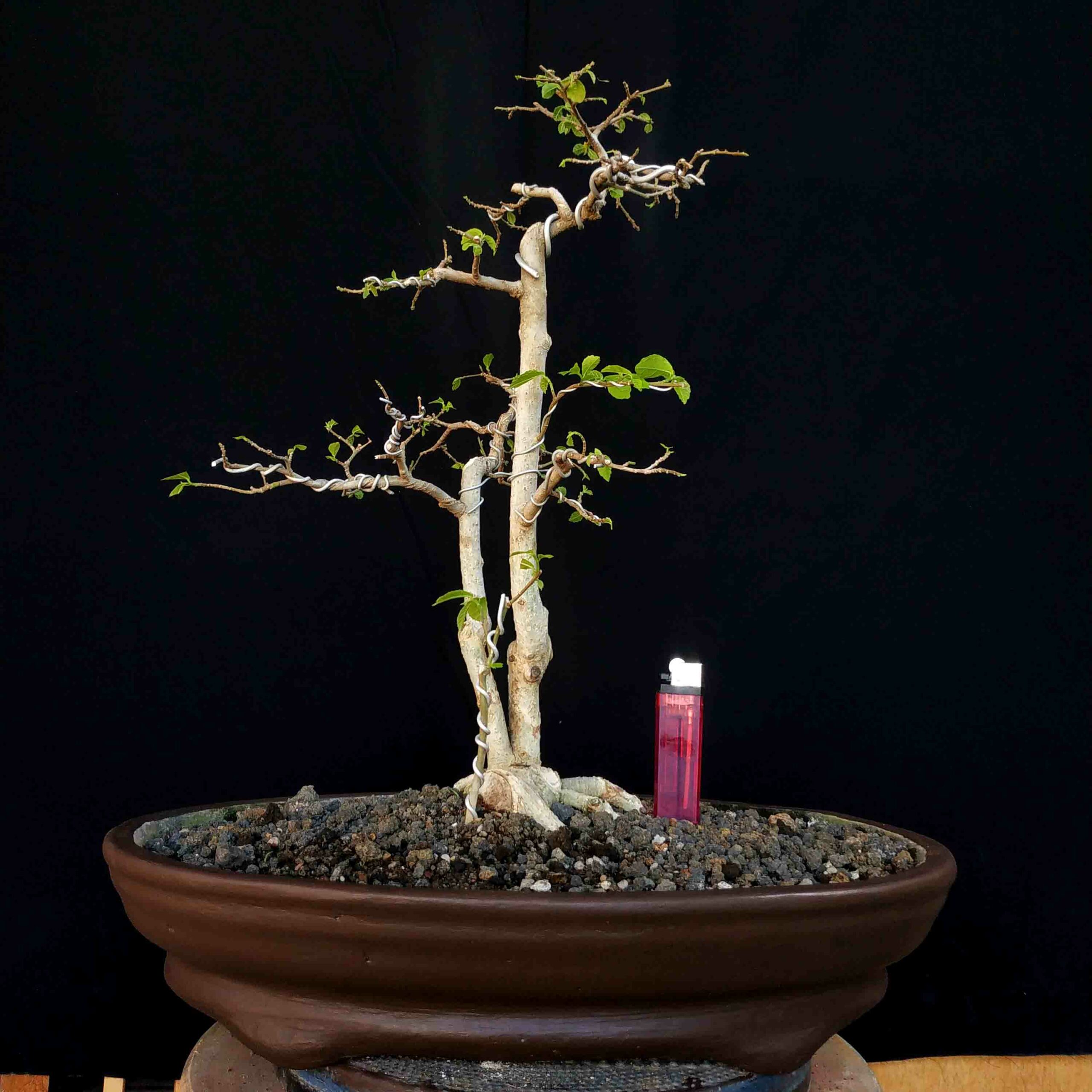 Cara menanam dan membuat bonsai serut