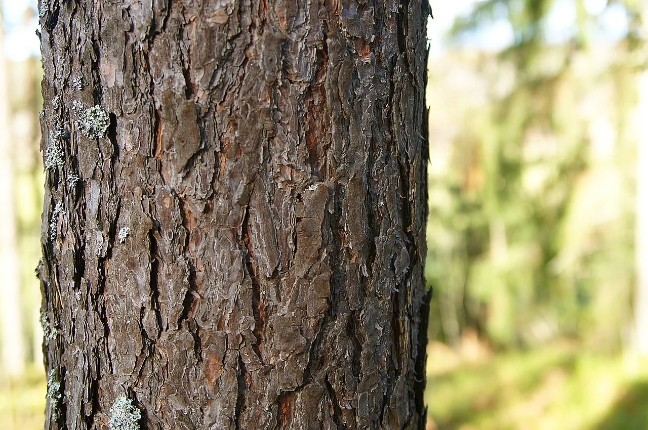 Daftar Harga Kayu Pinus Per Batang
