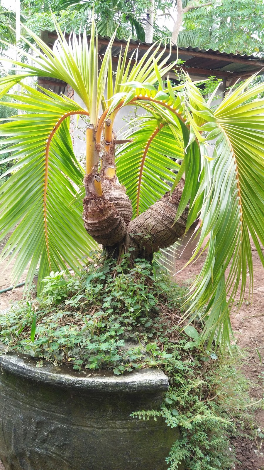 Dapatkah kelapa menjadi bonsai kelapa