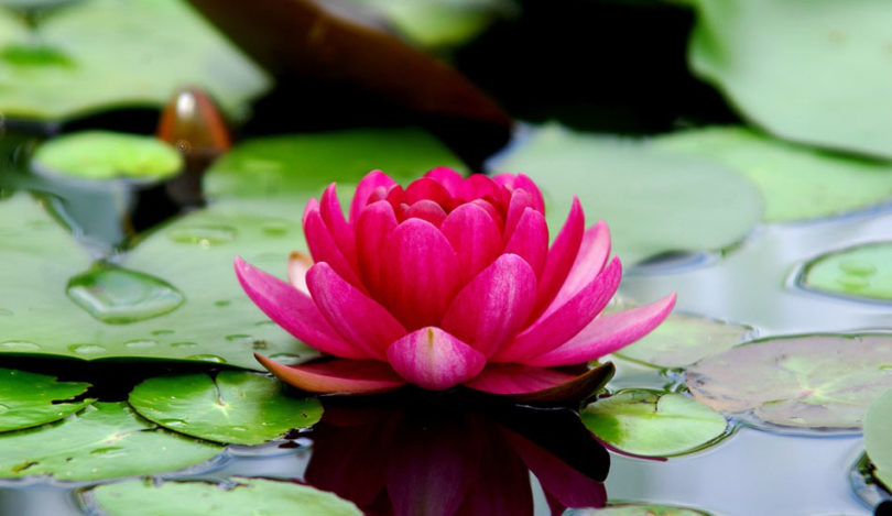 Filosofi dari bunga lotus