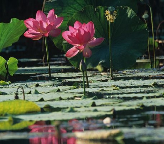 Habitat bunga lotus