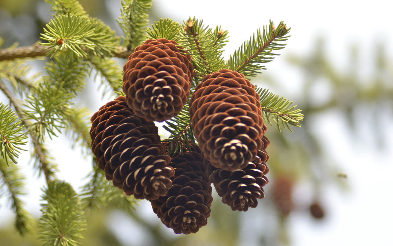 Habitat dan Persebaran Tanaman Pinus Merkusii