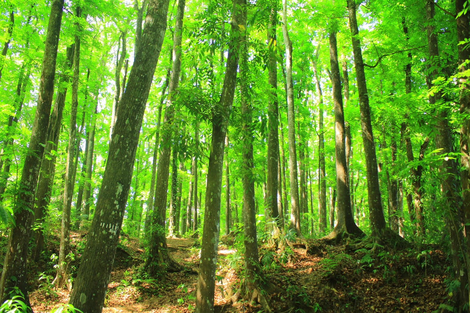 Hutan Lindung Definisi, Dasar dan Aturan, Fungsi