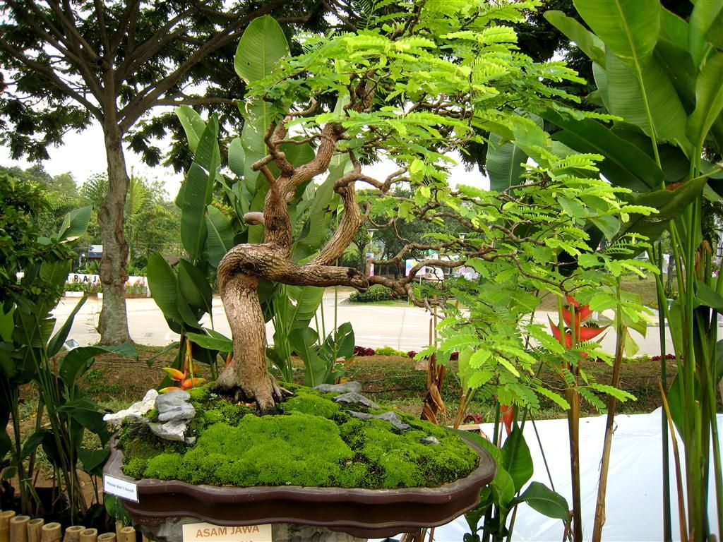 Membentuk bonsai asam