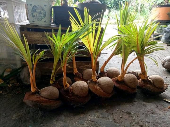 Memilih bibit bonsai kelapa