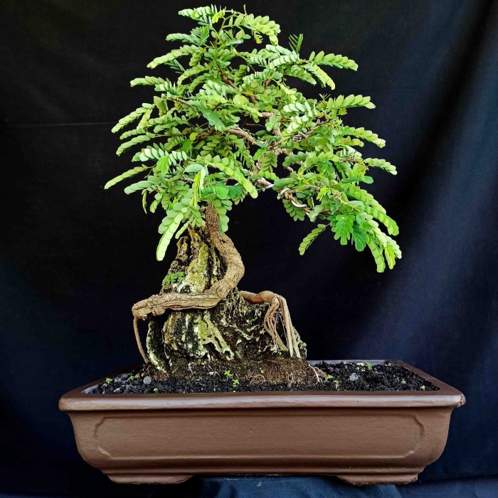 Menanam bonsai asam yang mudah