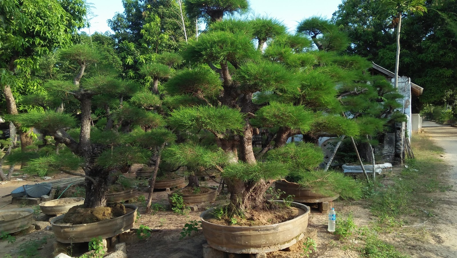 Mengenal Karakteristik dan Cara Membuat Bonsai dari Pohon Cemara Udang