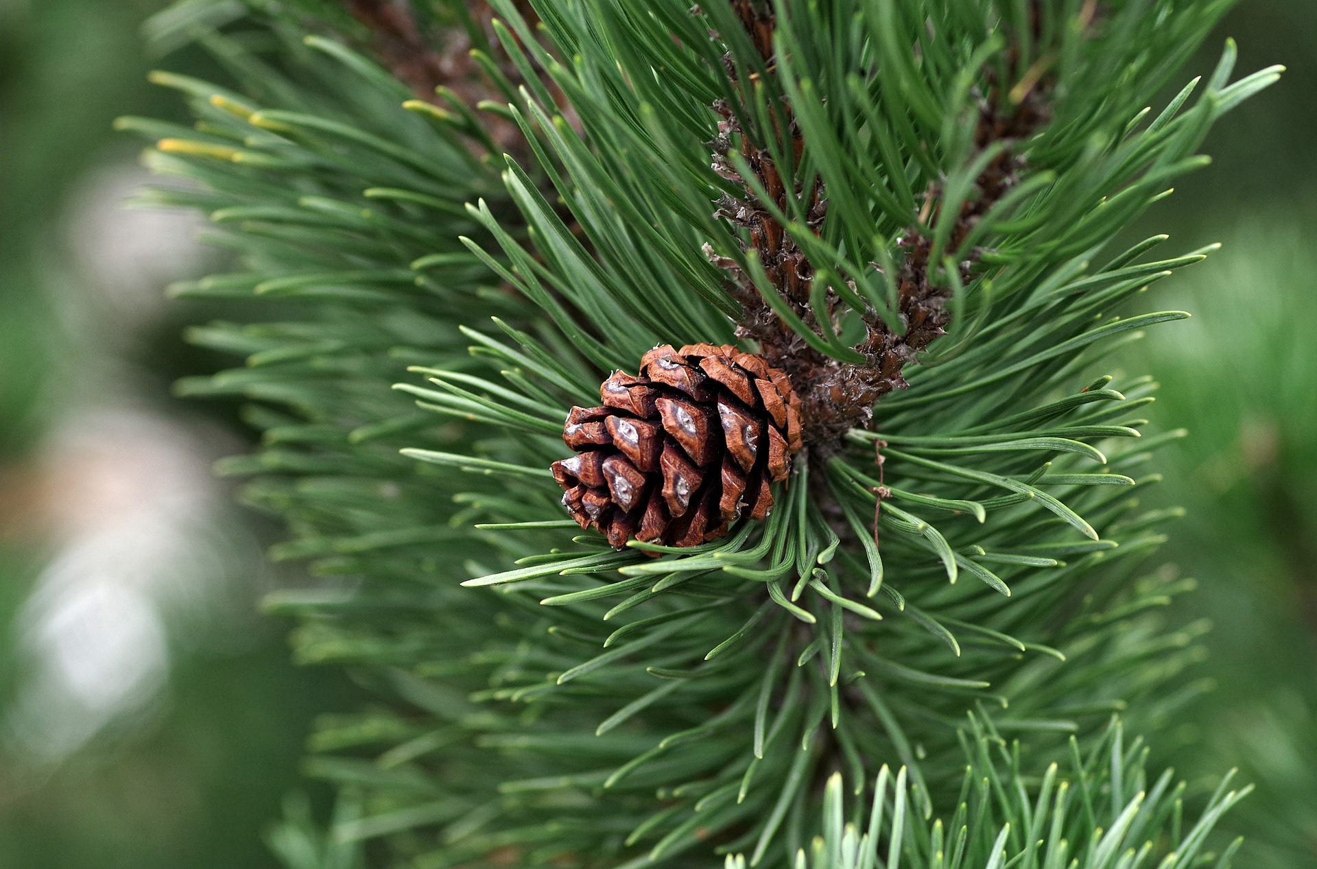 Mengenal Lebih Dekat Tanaman Pinus Merkusii