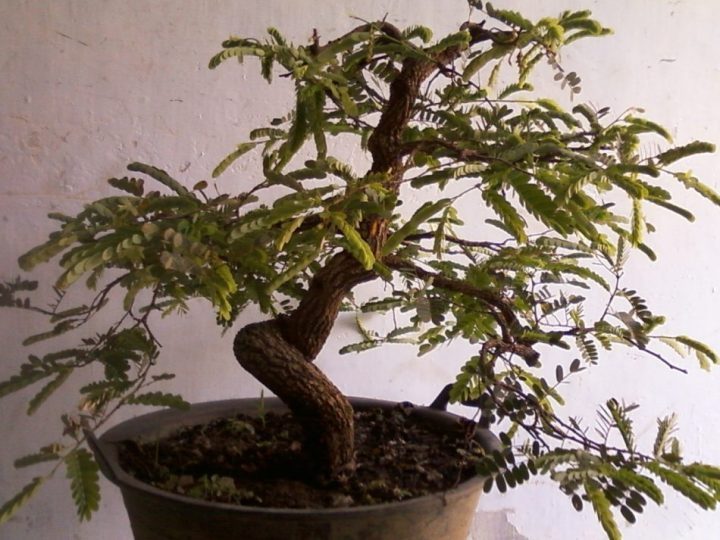 Merawat bonsai asam yang tepat