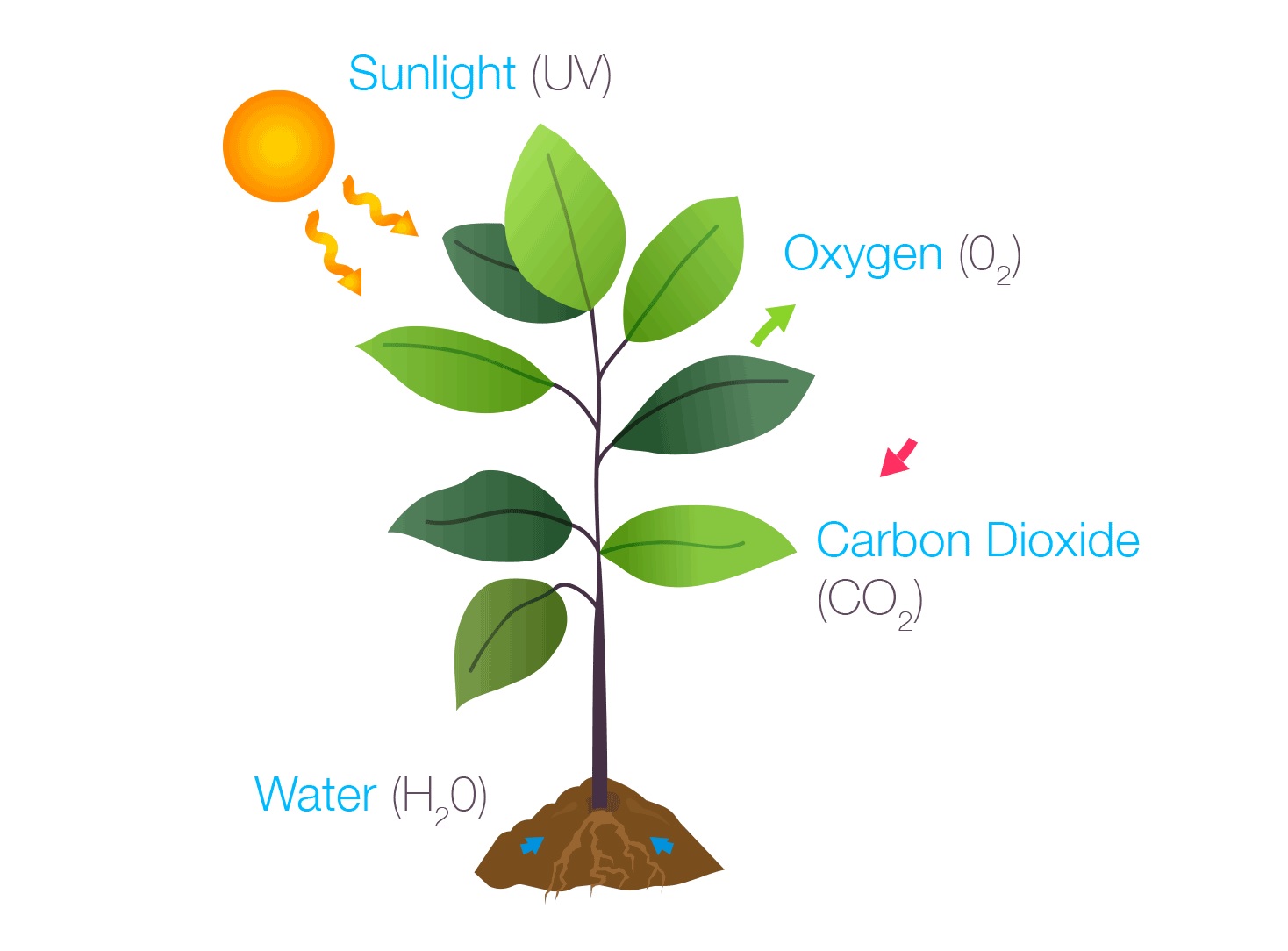Oksigen Dibentuk melalui Fotosintesis