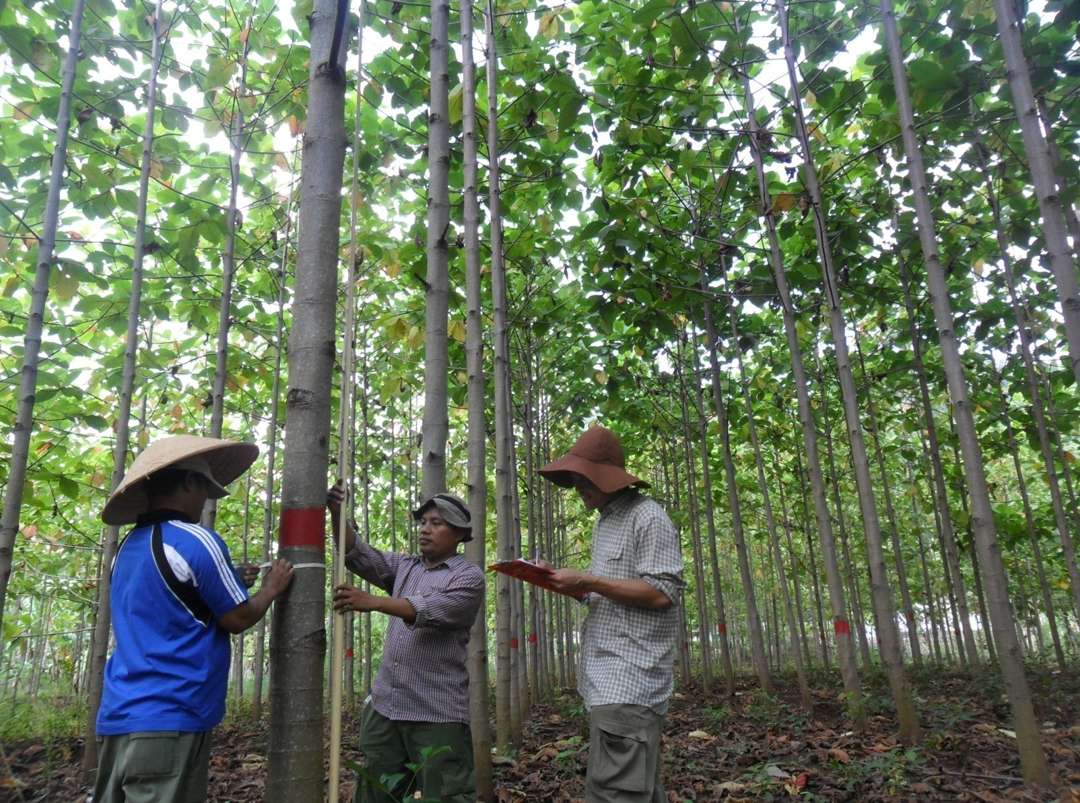 Panduan untuk Permohonan Izin Usaha Memanfaatkan Hutan Tanaman Rakyat kepada Gubernur