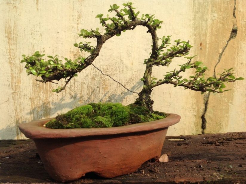 Pembentukan bonsai serut