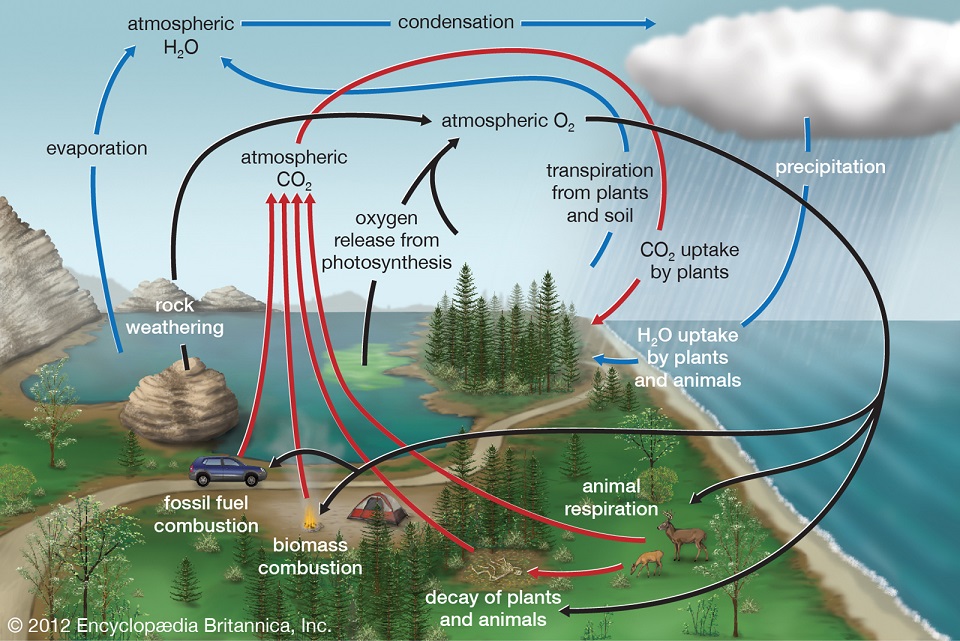 Pengertian Siklus Oksigen