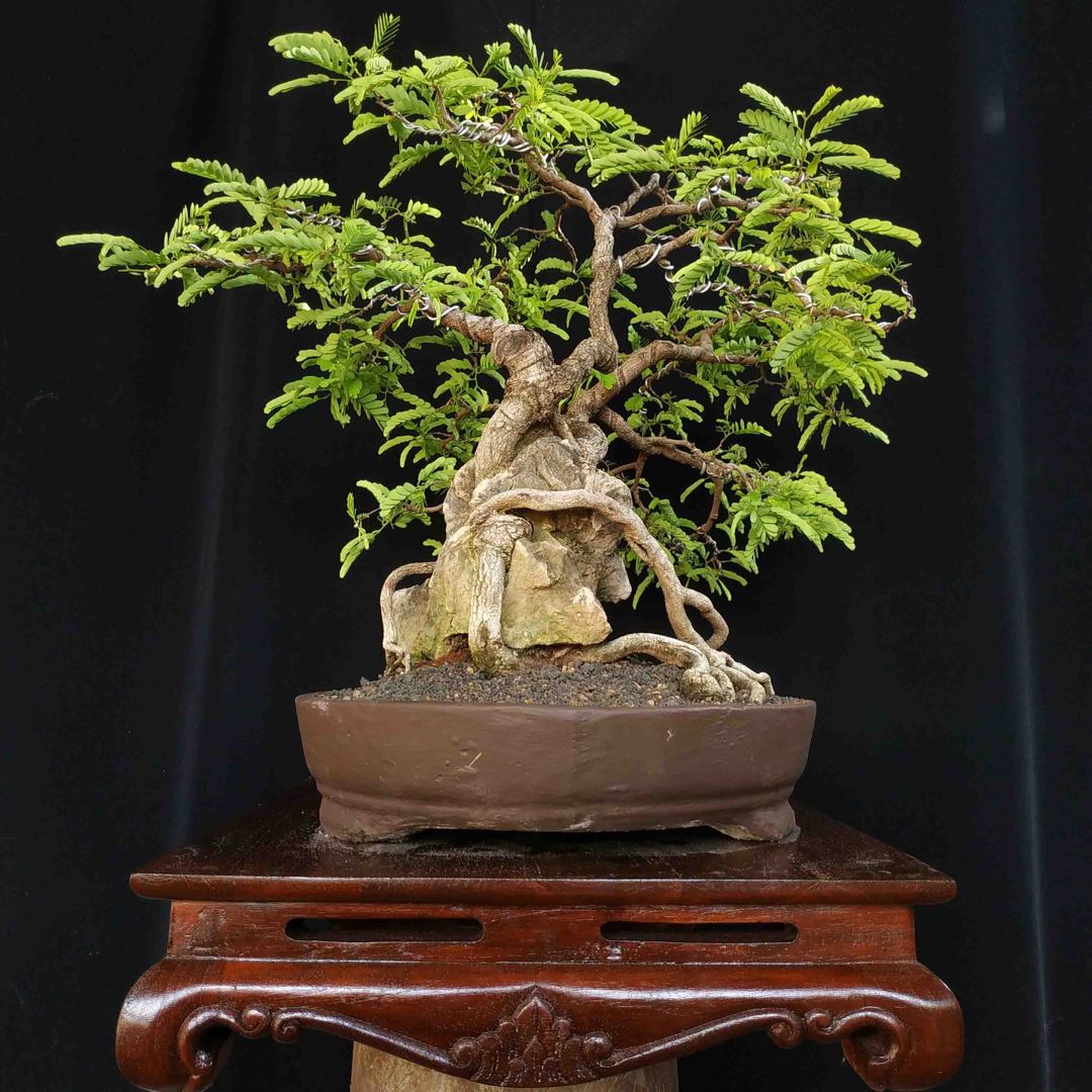 Pengertian bonsai