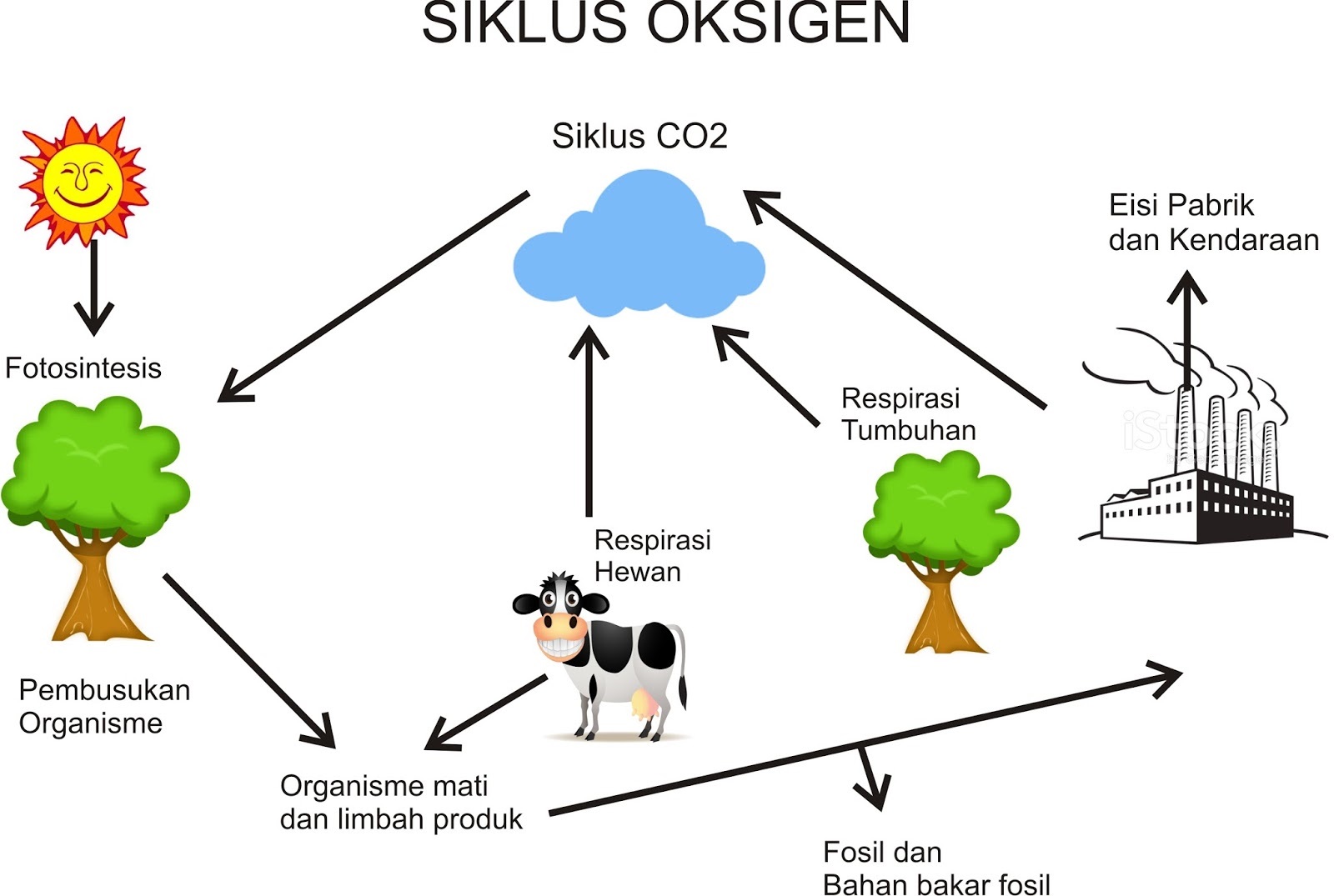 Pengertian dan Proses Siklus Oksigen
