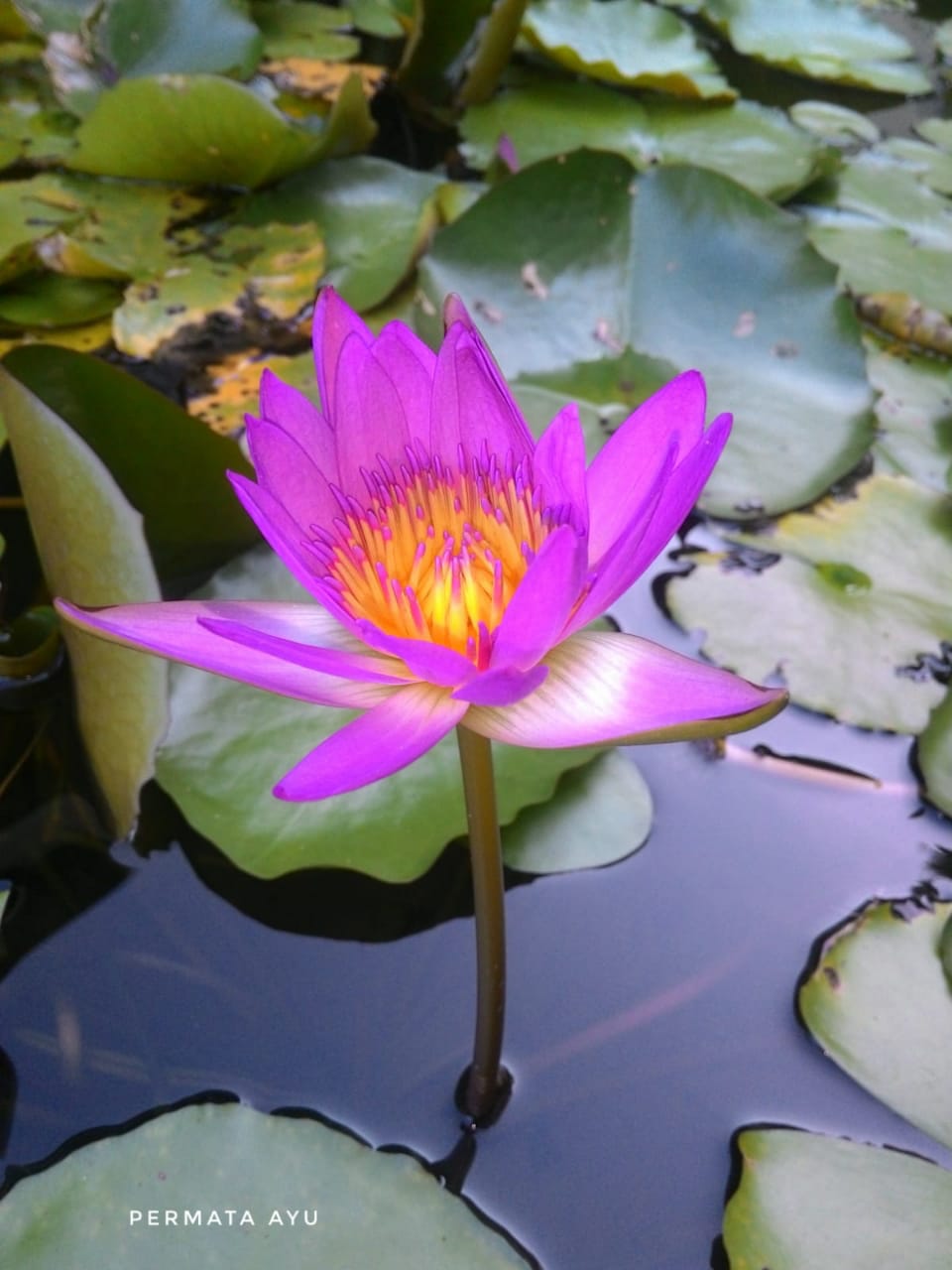Perbedaan antara bunga lotus dan teratai