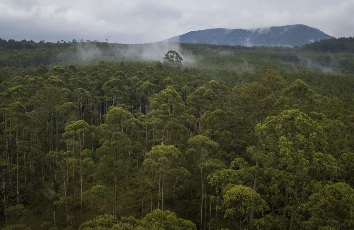 Prosedur Penetapan Status Protected Forest
