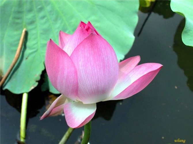 Sebaran bunga lotus