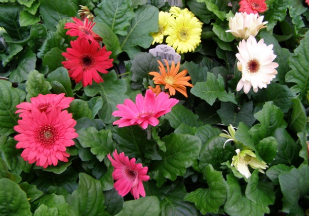 Taksonomi bunga gerbera
