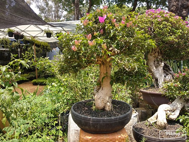 apakan bonsai itu