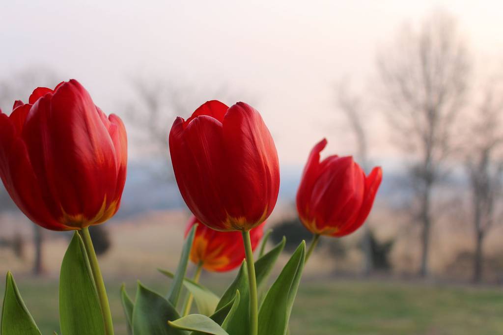 Batang bunga tulip