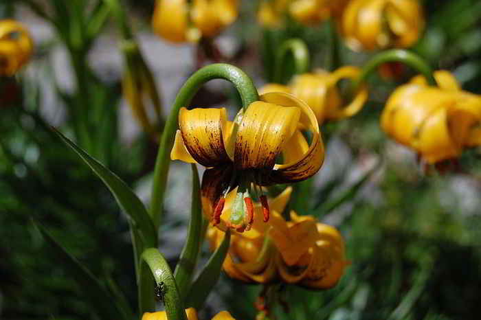 Bunga Lili Bosnia (Lilium bosniacum)