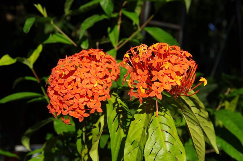 Bunga asoka Indonesia