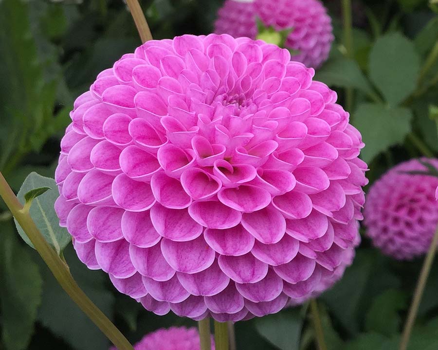 Bunga dahlia Pompon