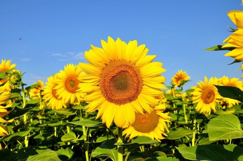 Habitat bunga matahari