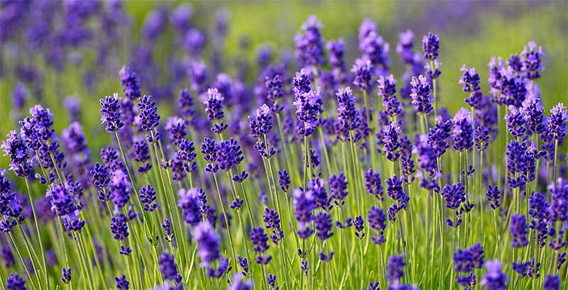 Morfologi bunga lavender