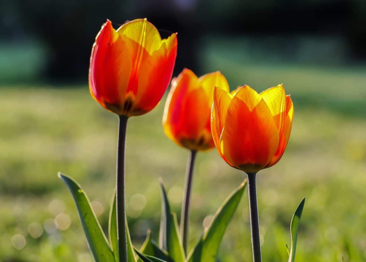 Morfologi dan ciri bunga tulip